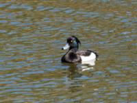 Reiherente Männchen